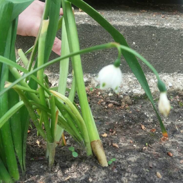 Plant image Leucojum vernum