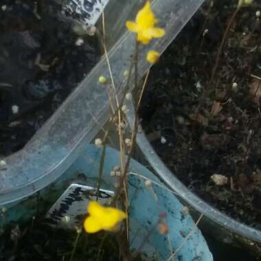 Utricularia subulata