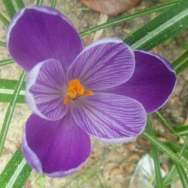 Crocus vernus 'King of the Striped'