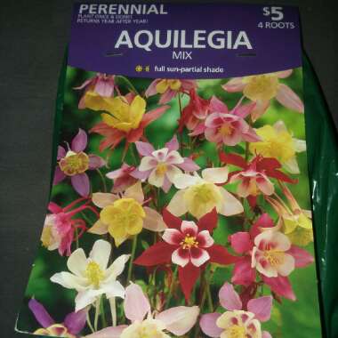 Aquilegia