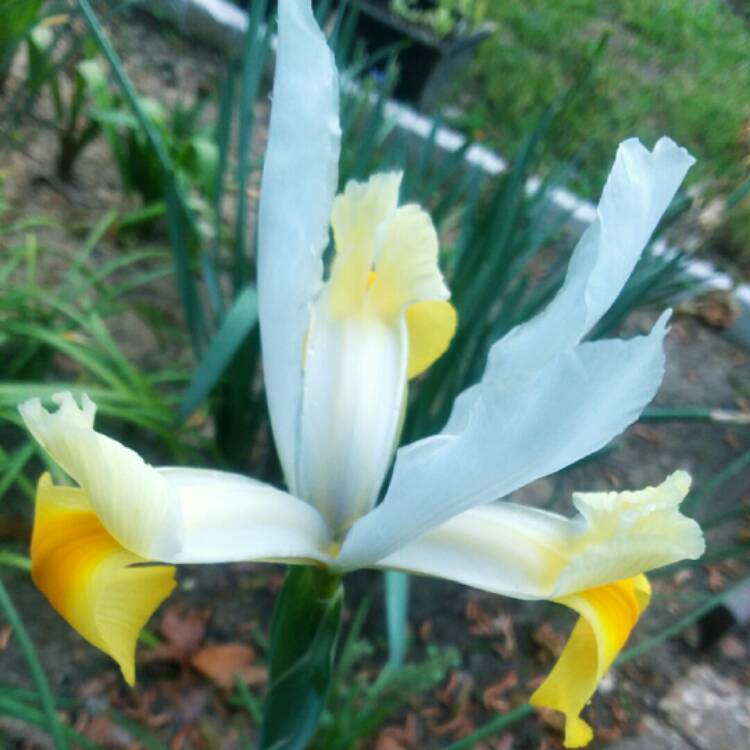 Plant image Iris x hollandica 'Apollo'