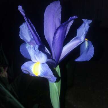 Iris x hollandica 'Sapphire Beauty'