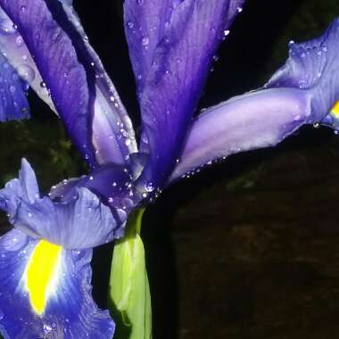 Iris x hollandica 'Sapphire Beauty'