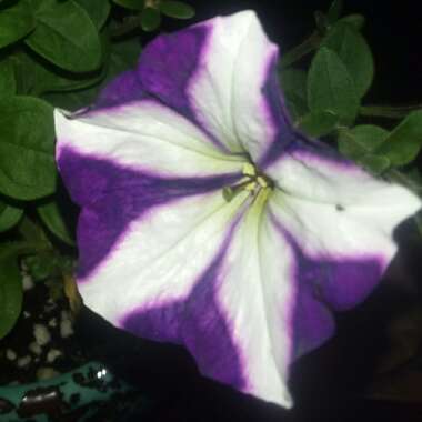 Petunia 'Ultra Blue Star'