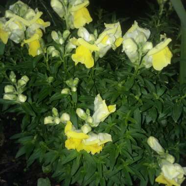 Antirrhinum majus 'Floral Showers Mix' (Floral Showers Series)