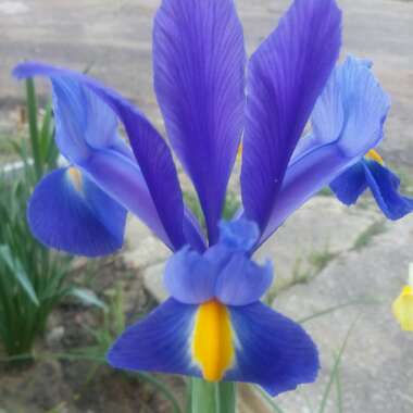 Iris x hollandica 'Sapphire Beauty'