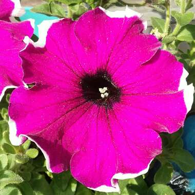 Petunia Grandiflora  'Can Can Picotee Velvet'