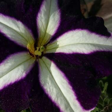 Petunia 'Ultra Blue Star'