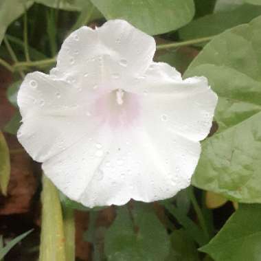 Ipomoea