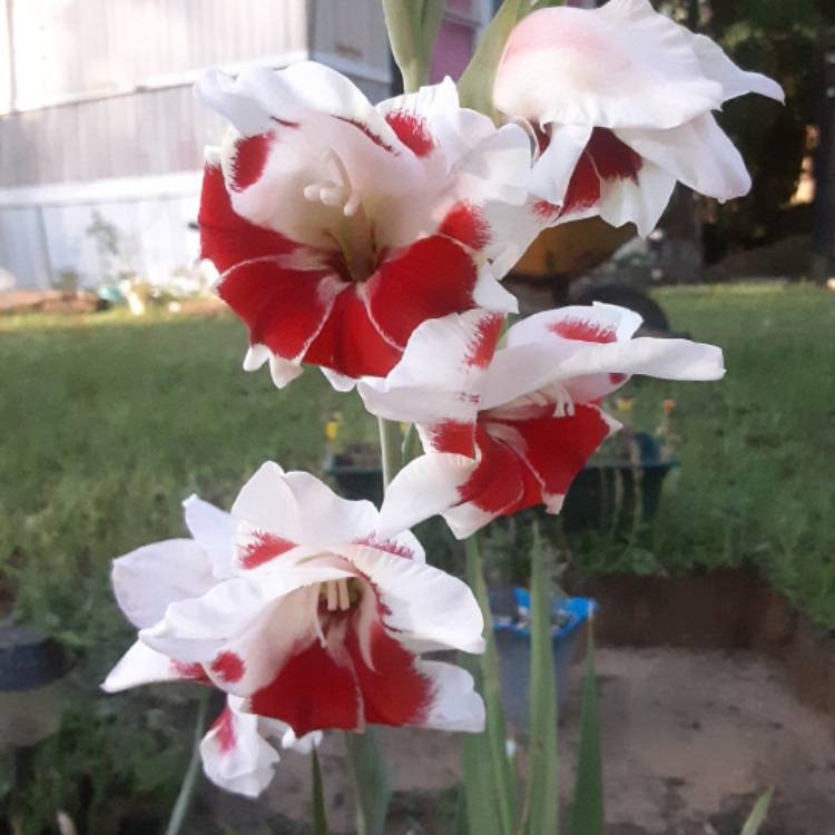 Plant image Gladiolus 'Bizar'