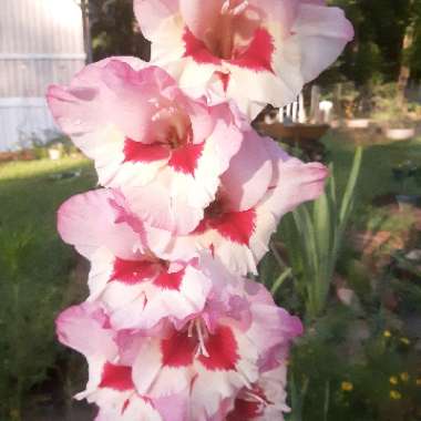 Gladiolus 'Wine And Roses'