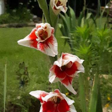 Gladiolus 'Bizar'