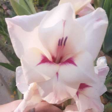 Gladiolus 'Legolas'