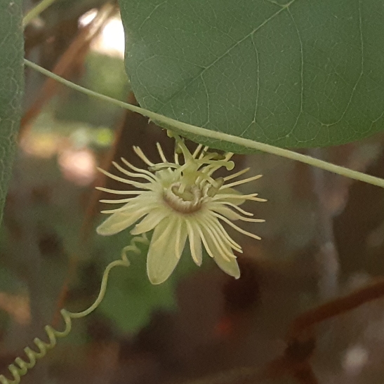 Plant image Passiflora lutea