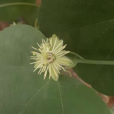 Passiflora lutea