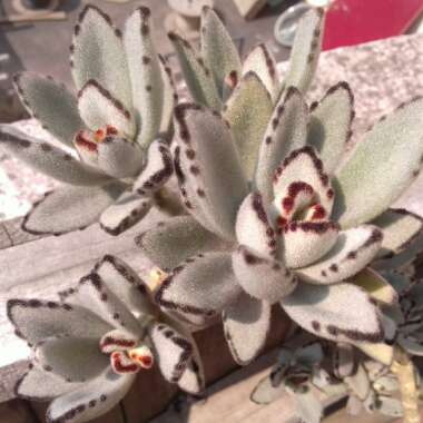 Kalanchoe tomentosa