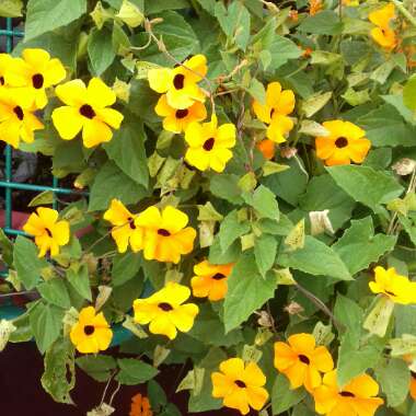 Thunbergia alata