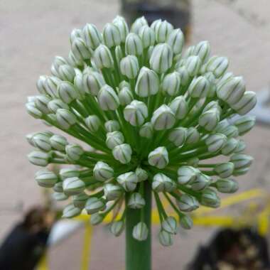 Allium cepa (Cepa Group)