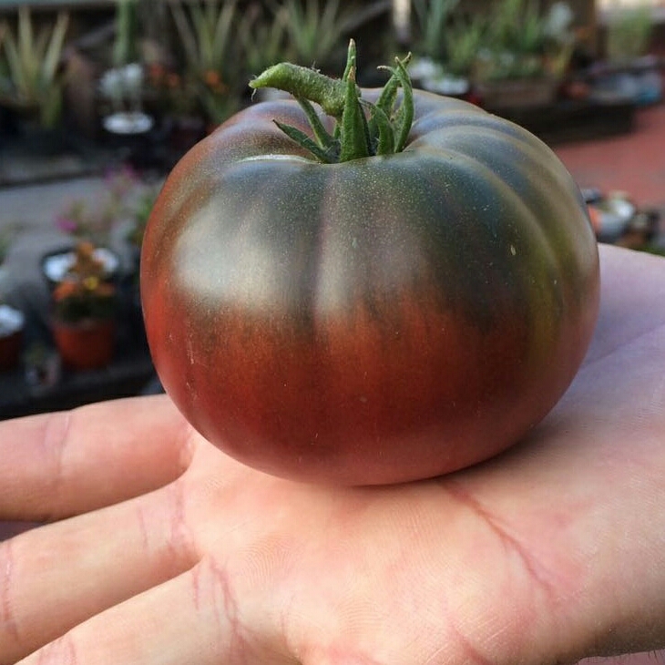 Plant image Solanum Lycopersicum 'Purple Cherokee'