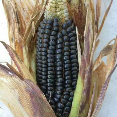 Purple Maize (Maíz Morado)