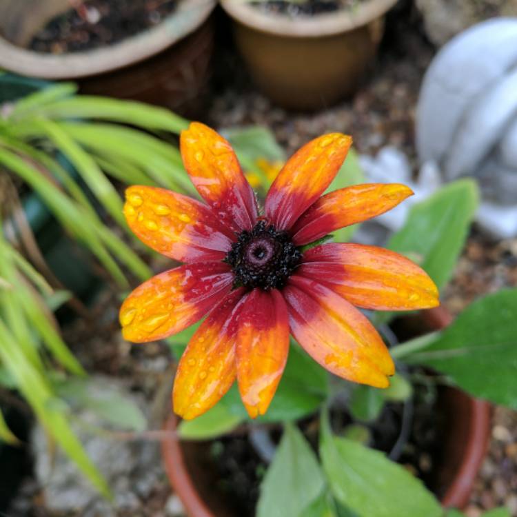 Plant image Rudbeckia 'Berlin'