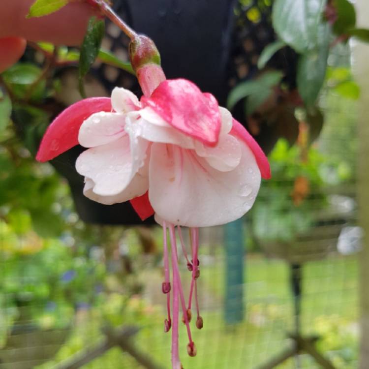 Plant image Fuchsia 'Golden Swingtime'