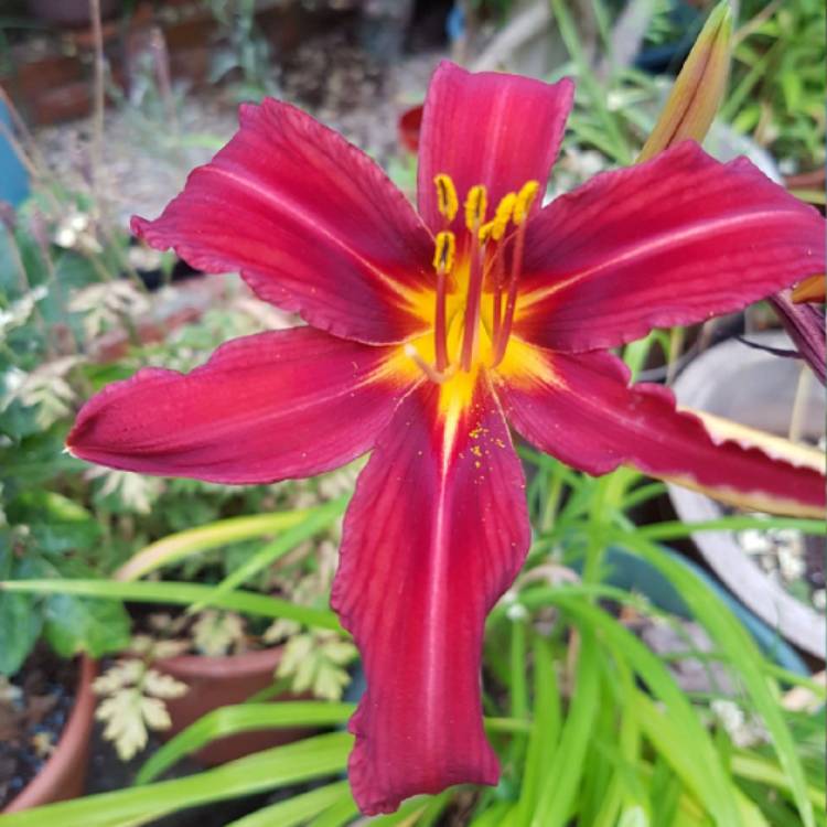 Plant image Hemerocallis 'Sammy Russell'