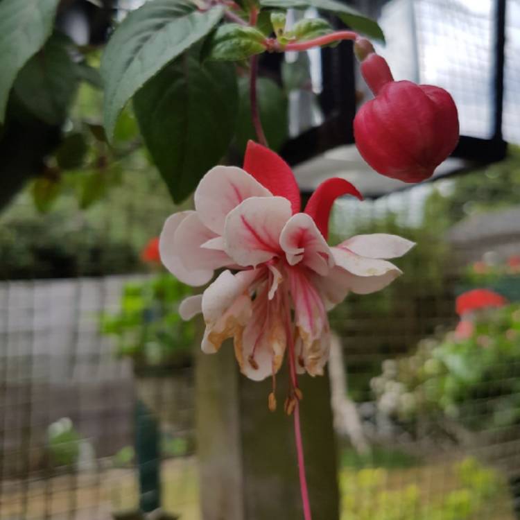 Plant image Fuchsia 'Golden Swingtime'