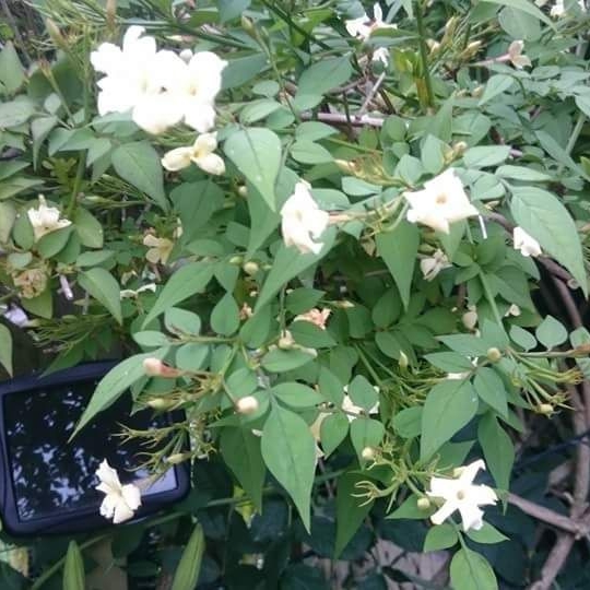 Plant image Jasminum officinale 'Clotted Cream' Syn. 'Devon Cream'