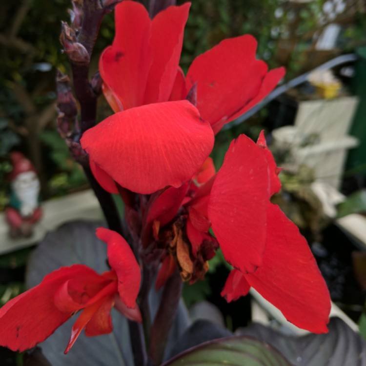 Plant image Canna 'Cannova Bronze Scarlet' (Cannova Series)