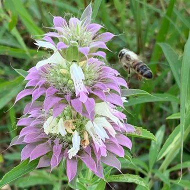 Monarda punctata