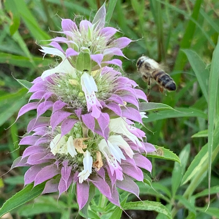 Plant image Monarda punctata