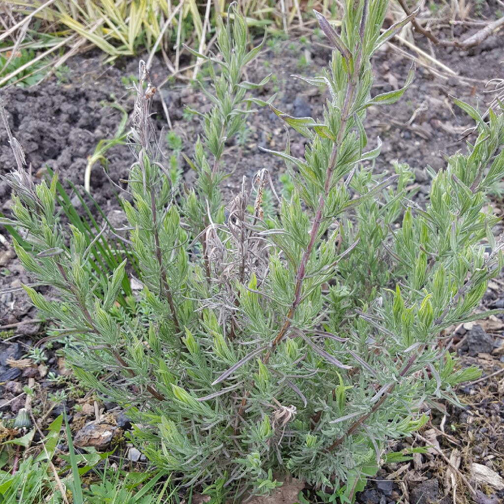 Lavender (Species) Lavender stoechas