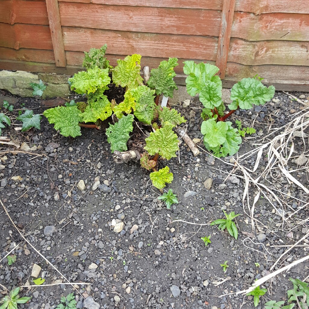 Rhubarb 'Timperley Early'