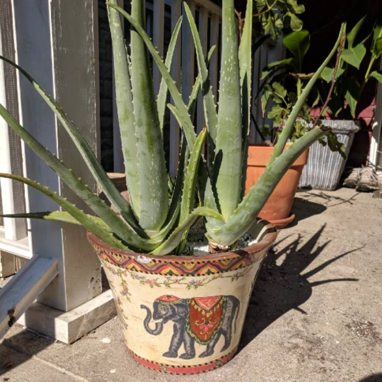 Plant image Aloe hybrid 'Always Red'