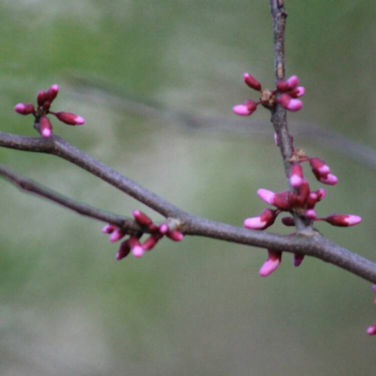 Plant image Cercis Canadensis