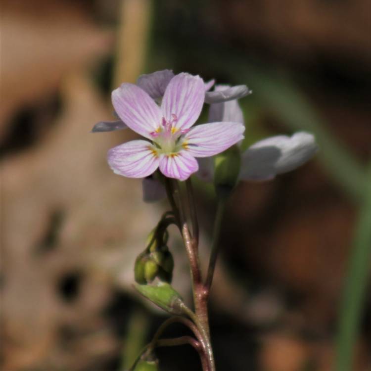 Plant image Claytonia virginica