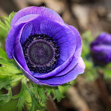 Anemone