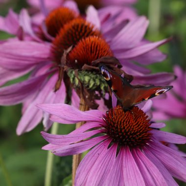 Coneflower (Echinacea)