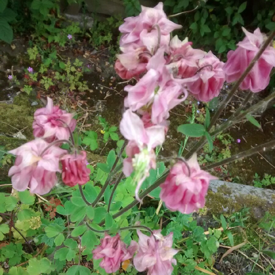 Plant image Aquilegia vulgaris 'Petticoat Pink'