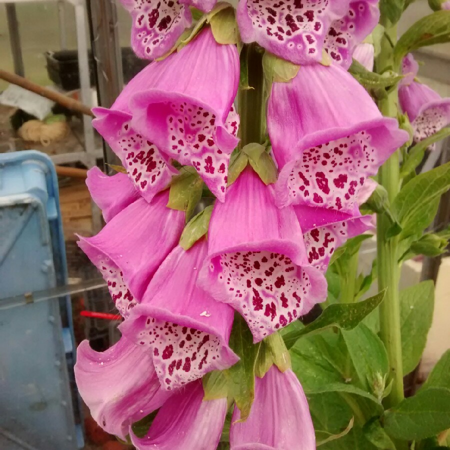 Common Foxglove