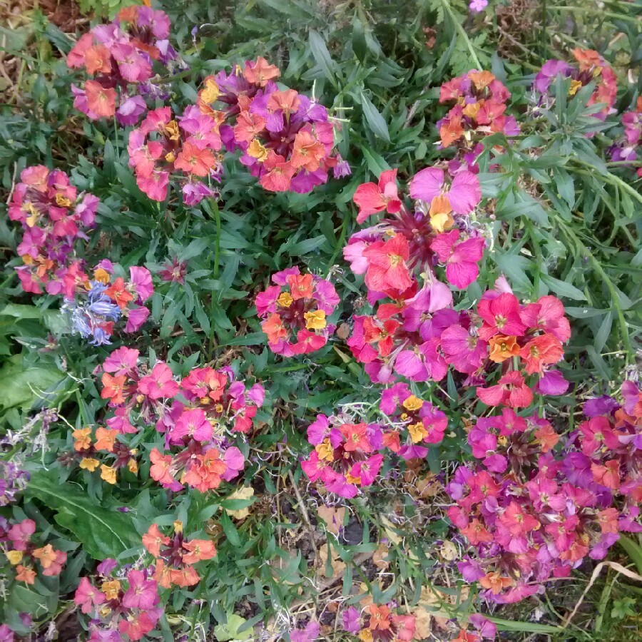 Plant image Erysimum 'Winter Party'