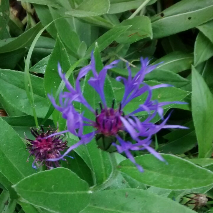 Perennial Cornflower