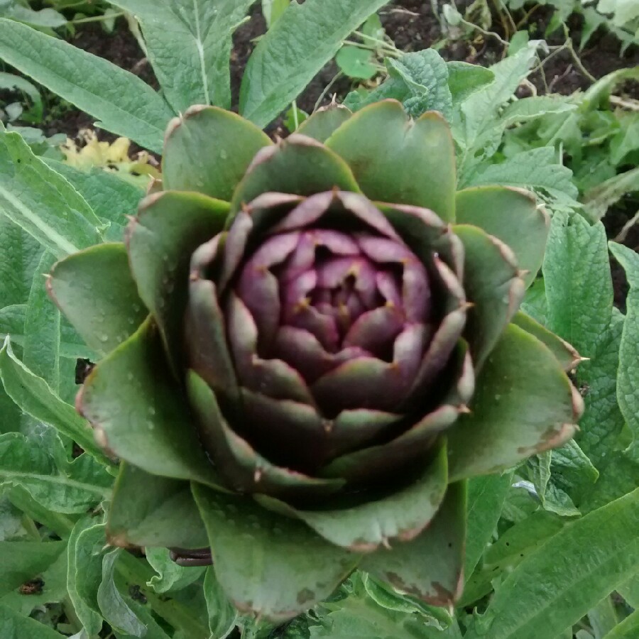 Globe Artichoke