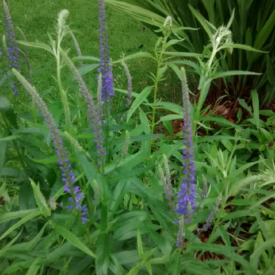 Spiked Speedwell 'Royal Candles'