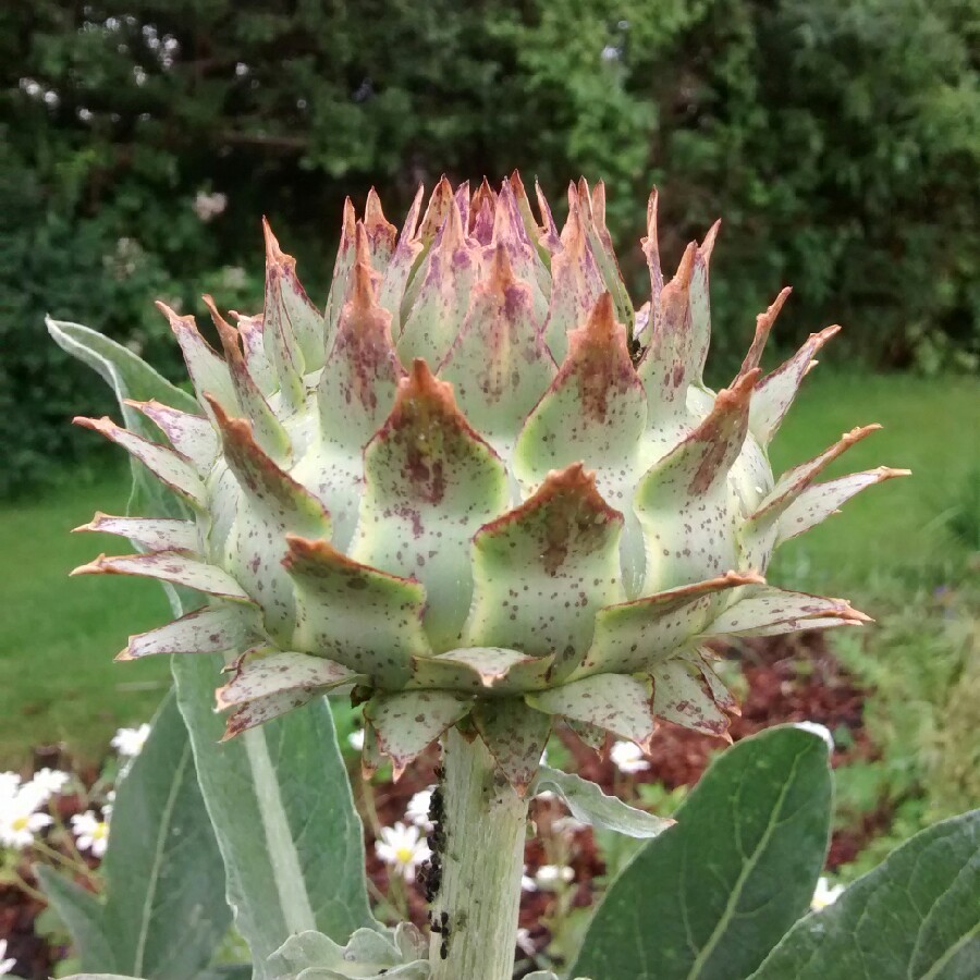 Cardoon