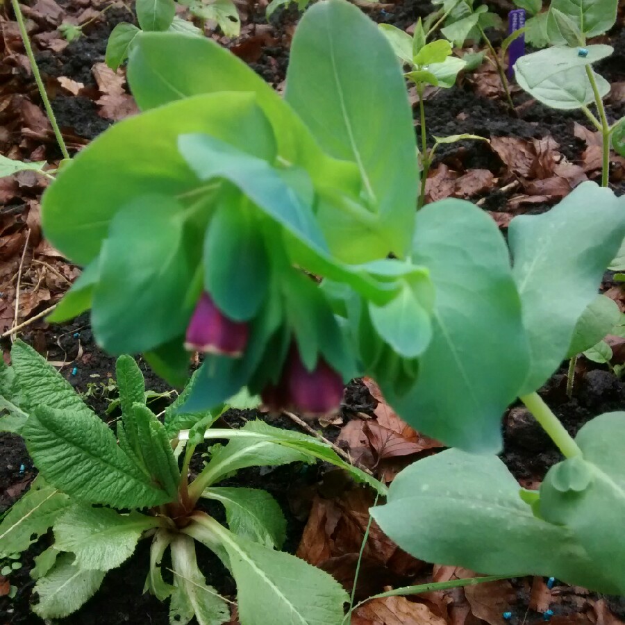 Greater Honeywort 'Purpurescens'