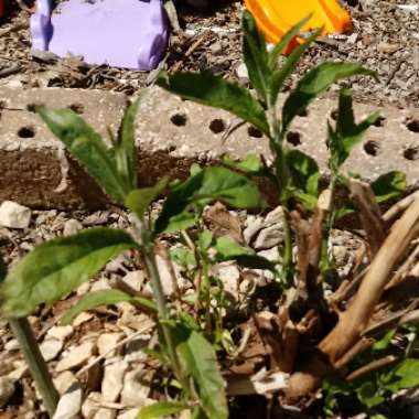 Butterfly Bush