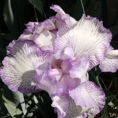 Bearded Iris 'Autumn Circus' (Tall)