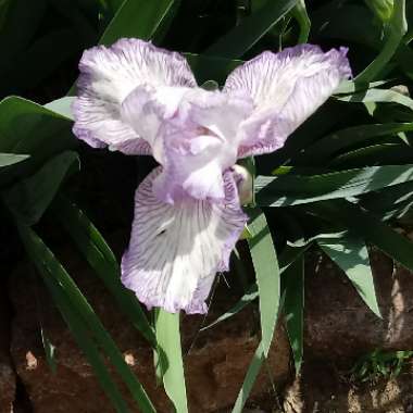 Bearded Iris 'Autumn Circus' (Tall)